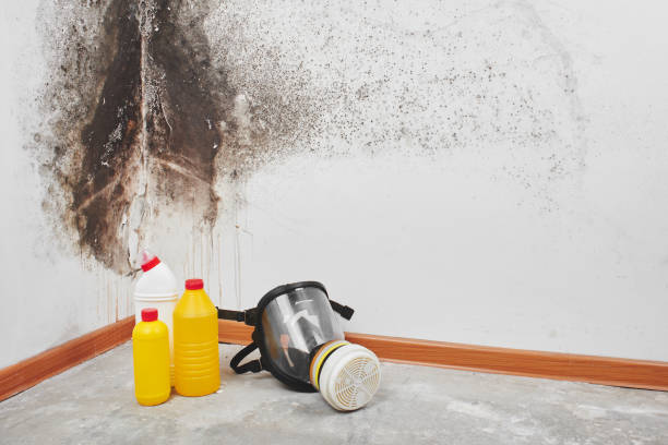Best Mold Cleaning Services  in Rutherford, PA