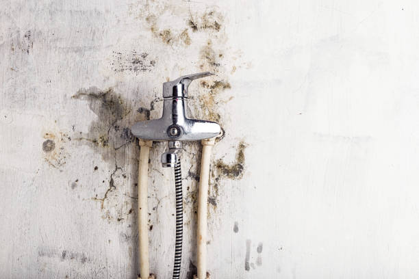 Best Home Mold Removal  in Rutherford, PA