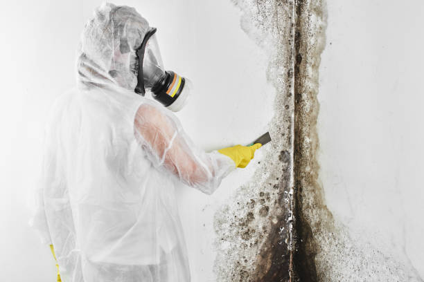 Best Mold Testing  in Rutherford, PA