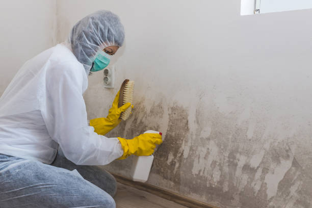 Best Office Mold Removal Services  in Rutherford, PA