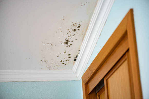 Best Mold Removal Company Near Me  in Rutherford, PA