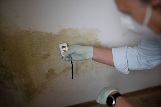 Best Crawl Space Mold Removal  in Rutherford, PA