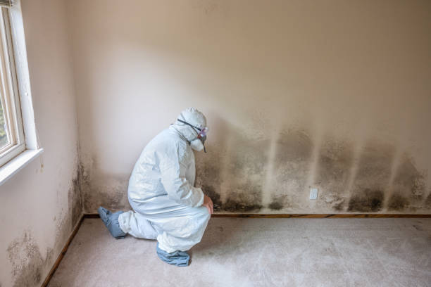 Best Best Mold Removal Companies  in Rutherford, PA