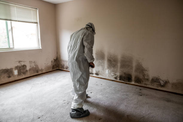 Best Attic Mold Removal  in Rutherford, PA