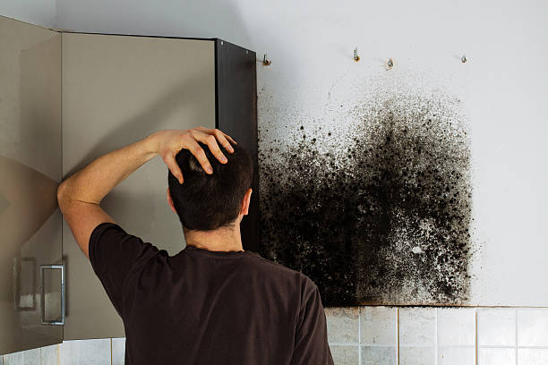Best Affordable Mold Removal  in Rutherford, PA